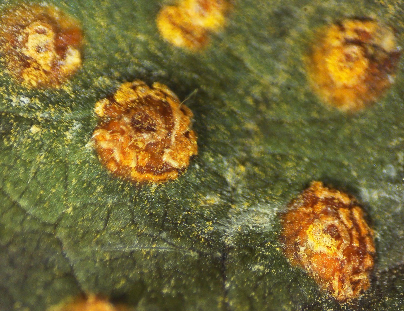 Photo © Bob Simpson Phragmidium rubi-idaei by Bob Simpson